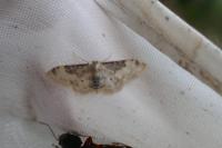 Idaea filicata