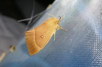 Lasiocampa quercus quercus
