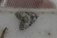 Meganola strigula