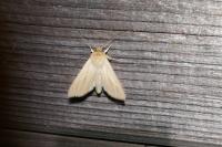 Mythimna pallens