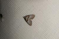 Nola cucullatella/tutulella