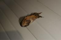 Notodonta ziczac