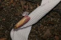 Oncocera semirubella
