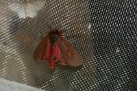 Phragmatobia fuliginosa