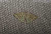Pseudoterpna pruinata