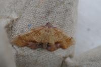 Plagodis dolabraria