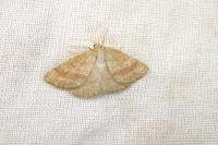 Aplasta ononaria