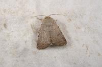 Caradrina aspersa