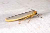 Manulea complana