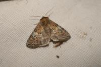 Tethea ocularis
