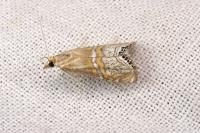 Euchromius bella