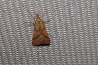 Synaphe punctalis