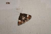 Tyta luctuosa