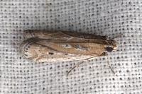 Huertasiella italogallicella