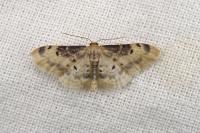 Idaea filicata