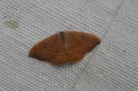 Watsonalla binaria