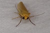 Indalia pygmaeola pallifrons