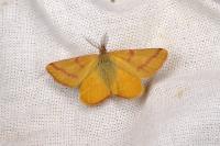 Lythria purpuraria