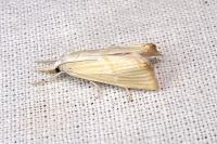 Xanthocrambus delicatellus