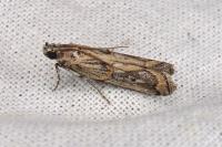 Pempelia genistella