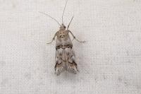 Pempelia palumbella