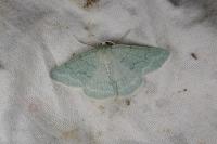 Pseudoterpna pruinata