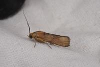 Pterothrixidia rufella