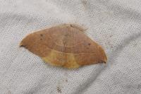 Watsonalla uncinula