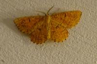 Angerona prunaria