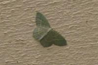 Chlorissa viridata