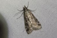 Eudonia