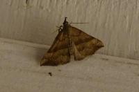 Hypena proboscidalis