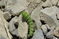 Saturnia pavonia