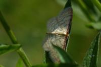 Idaea humiliata