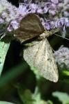 Eupithecia icterata