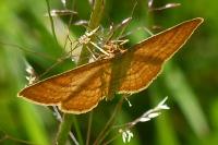 Idaea ochrata