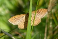 Idaea ochrata