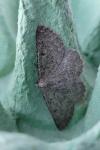 Gnophos obfuscata