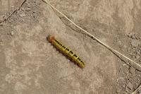 Acronicta euphorbiae