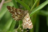 Ematurga atomaria