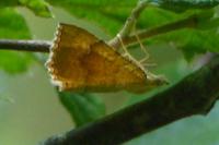 Camptogramma bilineata
