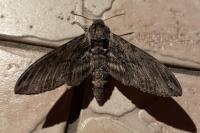 Agrius convolvuli