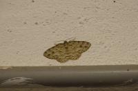 Ectropis crepuscularia