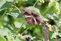Dysgonia algira