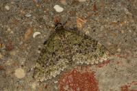 Acasis viretata
