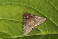 Thaumetopoea processionea