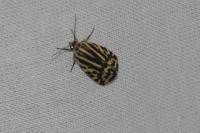 Emmelia trabealis