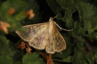 Patania ruralis
