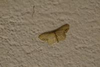 Idaea dimidiata