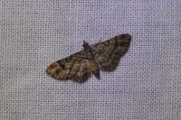 Gymnoscelis rufifasciata